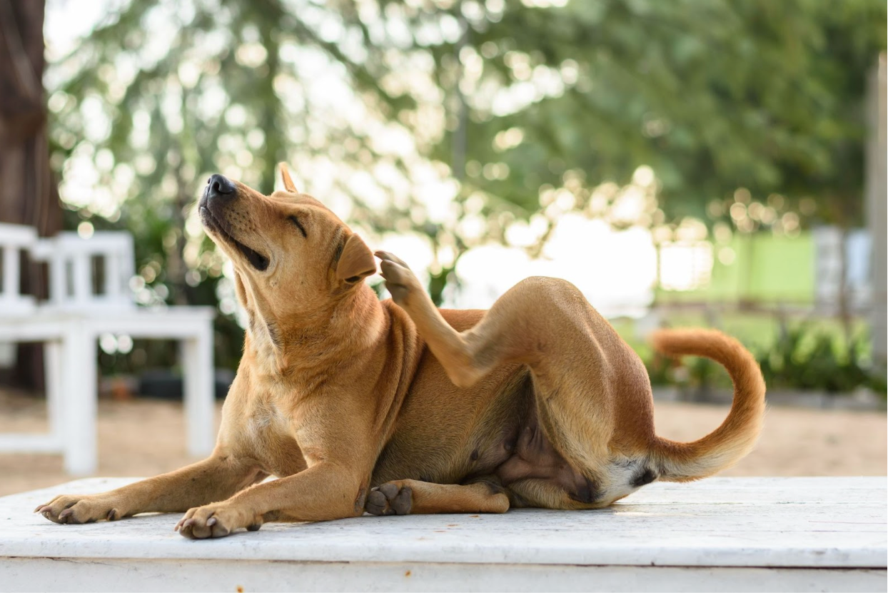 A Comprehensive Guide How to Get Rid of Fleas on Dogs