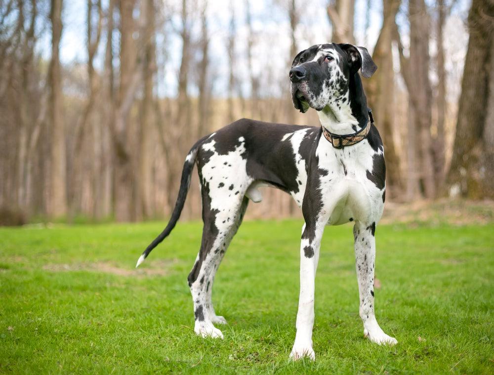 Are Great Danes Smart The Science