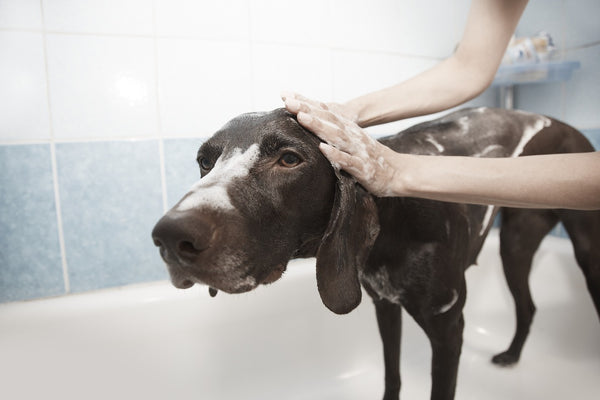 Essential Tips for Grooming Your Dog Like a Pro
