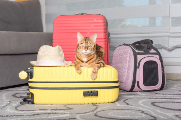 Traveling With a Cat: Things to Keep in Mind in Hotels