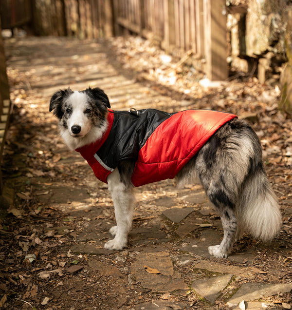 The Joy of Dressing Our Pets in Dog Clothing