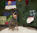 $3 OFF! BARK Kris Krumble Plush Dog Toy for Large & XLarge Dogs