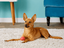 JW Pet iSQUEAK Ball: 3 Sizes