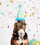 BARK The Party Farter Crinkle Plush Dog Toy
