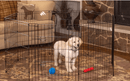Pet Essentials 30"H x 48"W Black Steel Exercise Pen/X-Pen