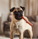 Ethical Pet Bambone Bam-Bones Plus Branch Beef Dog Toy Chew: 2 Sizes