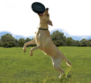 Kong Extreme Flyer Dog Toy / Flying Disk / CHEAPER THAN CHEWY!