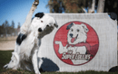 Custom 4Legs4Pets Elevated Dog Bed: Add Your Logo