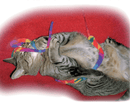 Cat Dancer Cat Charmer Toy