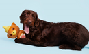 BARK Sticky Paws Honey Bear for Dogs 20-50+ Pounds