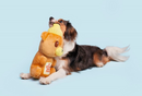 BARK Sticky Paws Honey Bear for Dogs 20-50+ Pounds