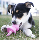 KONG Puppy Binkie Treat Dispensing Toy • CHEAPER THAN CHEWY / MADE IN USA