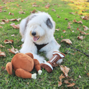 30% OFF! Lulubelles Football Bone Power Plush Squeak & Crinkle Dog Toy: 2 Sizes