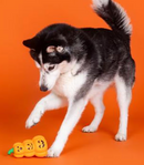 SAVE $1! PetShop by Fringe Studio Go Big or Gourd Home Latex Dog Chew Toy