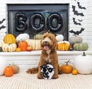 $3 OFF! PetShop by Fringe Studio Skull With Spiders Plush Squeaky Hide & Seek Burrow Dog Toy
