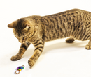 Cat Dancer Bow Tie/Bowtie Chaser Cat Toy – 2 Pack