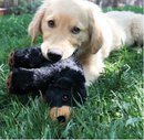 KONG Comfort Kiddos Large Bear Removable Squeaker Plush Dog Toy Large