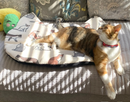 Screaming Pickles Handmade Cat-Head Shaped Fleece Pet Bed Cozy Mat