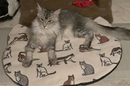 Screaming Pickles Handmade Cat-Head Shaped Fleece Pet Bed Cozy Mat
