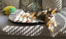 Screaming Pickles Handmade Cat-Head Shaped Fleece Pet Bed Cozy Mat
