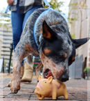 Coastal Pet Rascal Grunting Pig Dog Toy: 2 Sizes, 3 Colors