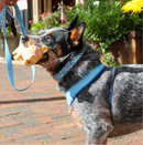 Coastal Pet Rascal Grunting Pig Dog Toy: 2 Sizes, 3 Colors