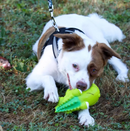 Coastal Pet Rascal Grunting Big Head Alligator Dog Toy: 7"
