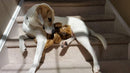 Flat 'n Tuff No Stuffing, No Squeaker Dog Toys: All Sizes