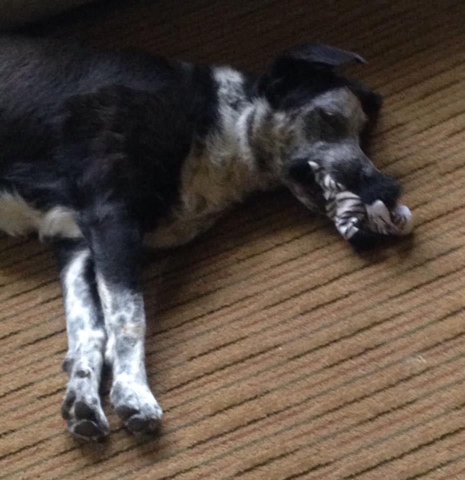 Blaster Baby Lightly-Stuffed Dog Toy with Big SQUEAKER / Beanie Babies with No Beans!