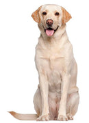 Mini Me Squeaky Breed Dog Toy: Labrador Retriever