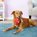KONG Birthday & Celebrate Balloons Squeaky Fetch & Tug Toy: 3 Sizes