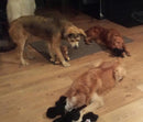 Flat 'n Tuff: No Stuffing, Squeaky: All sizes