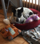 Pillow Pals Squeaky Stuffed Dog Toys: M, L & XL