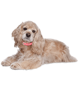 Cocker spaniel toy dog best sale