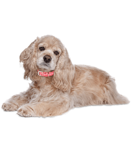 Mini Me Squeaky Breed Dog Toy: Cocker Spaniel