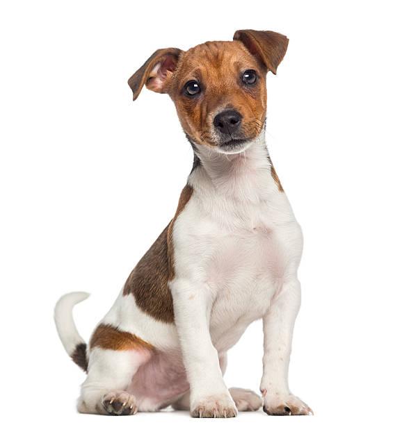 Vakman huilen Geduld Mini Me Squeaky Breed Dog Toy: Jack Russell Terrier