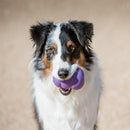 Kong Senior Dog Toy: 3 Sizes / CHEAPER THAN CHEWY!