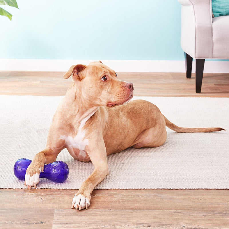 Kong Squeezz Squeak Dumbbell: 3 Sizes CHEAPER THAN CHEWY!