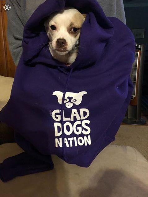 $5 OFF! Glad Dogs Nation Hoodie / Hooded Sweatshirt