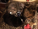 Catnip Critters Organic Catnip Cat Toys / MORE Catnip!