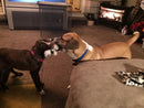 Flat 'n Tuff No Stuffing, No Squeaker Dog Toys: All Sizes