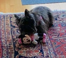 Minnie Mouse Stuffed Dog Toys: Squeak & NO Squeak, All Sizes