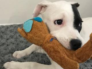 Blaster Baby Lightly-Stuffed Dog Toy with Big SQUEAKER / Beanie Babies with No Beans!