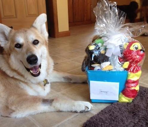 Medium Gift Basket for Dogs & Puppies: Squeaky or No Squeak Toys