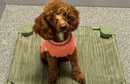 4Legs4Pets Elevated Dog Bed: Custom Design Your Own