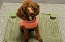 Custom 4Legs4Pets Elevated Dog Bed: Add Your Logo