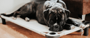 Custom 4Legs4Pets Elevated Dog Bed: Add Your Logo