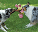 goDog Bubble Plush Coral Dragon With Chew Guard Technology: 2 Sizes