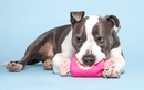 BARK J.T. Humpaleg's Bubblegum Squeak & Crinkle Dog Toy