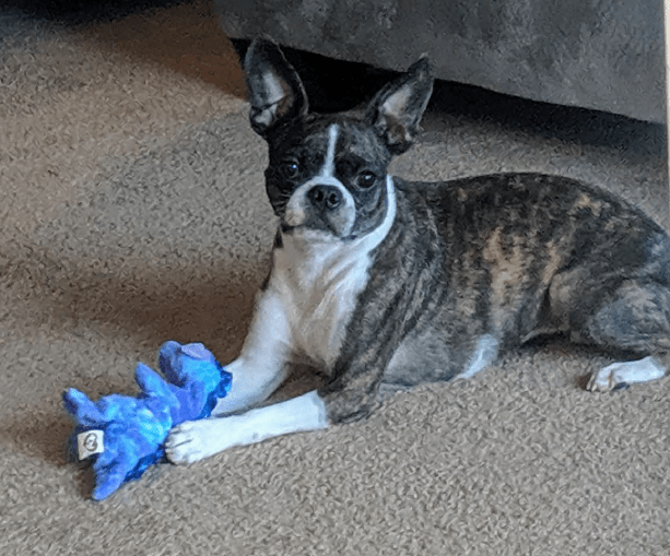 Blaster Baby Lightly-Stuffed Dog Toy with Big SQUEAKER / Beanie Babies with No Beans!